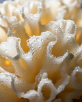 Tremella-sopp (5,5 mg)