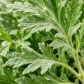 Artemisia